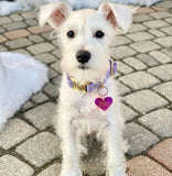 Collier chien Idoggos
