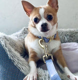 Laisse pour chien
