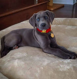 Collier chien Idoggos