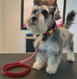 Laisse pour chien