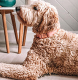 Collier chien Idoggos