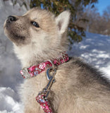 Laisse pour chien