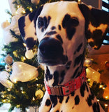 Collier chien Idoggos