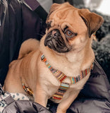 Harnais pour chien