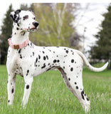 Collier chien Idoggos