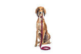 Laisse pour chien