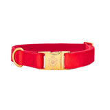 Collier chien Idoggos