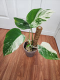 Monstera Albo #2