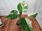 Monstera Albo #2