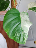 Monstera Albo #2