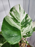 Monstera Albo #2