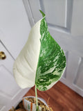 Monstera Albo #2