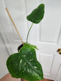 Monstera Thai Constellation #1