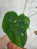 Monstera Thai Constellation #1