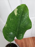 Monstera Thai Constellation #1