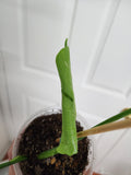 Monstera Thai Constellation #1