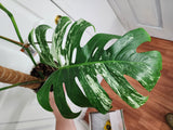 Monstera Albo #1