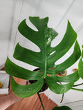Monstera Albo #1