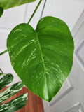 Monstera Albo #1