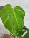 Monstera Albo #1