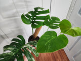 Monstera Albo #1