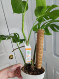 Monstera Albo #1