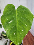 Monstera thai constellation #2