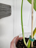 Monstera thai constellation #2