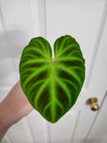 Philodendron Verrucosum #1