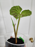 Philodendron Verrucosum #1