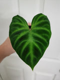 Philodendron verrucosum #2