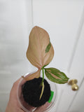 Syngonium Pink Splash