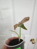 Syngonium Pink Splash
