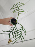 Philodendron Tortum