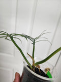Philodendron Tortum