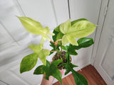 Philodendron Florida Ghost
