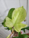 Philodendron Florida Ghost