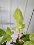 Philodendron Florida Ghost