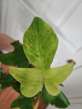 Philodendron Florida Ghost