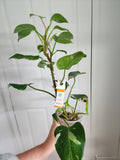 Philodendron White Princess