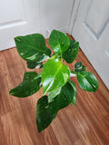 Philodendron White Princess