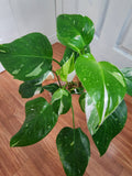 Philodendron White Princess