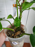 Philodendron White Princess