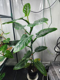 Philodendron Subhastatum