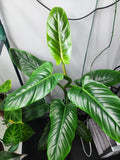 Philodendron Subhastatum
