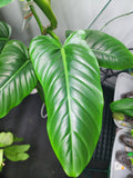 Philodendron Subhastatum