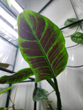 Philodendron Subhastatum