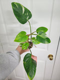 Philodendron White Princess #2