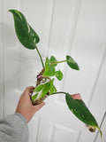 Philodendron White Princess #2