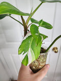 Philodendron White Princess #2